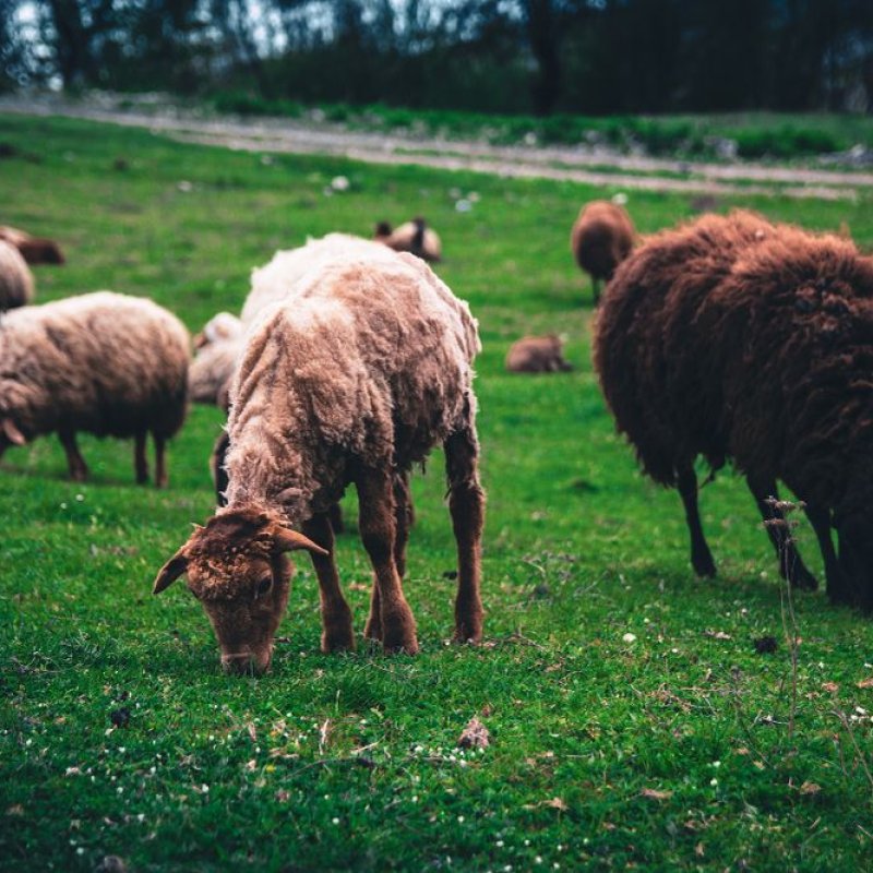 Agriculture | Livestock