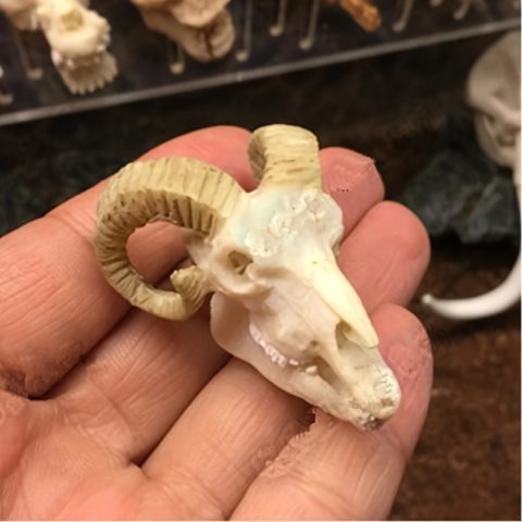 Akvarijumske dekoracije sa vodenim biljkama, dinosaurusi, krokodili, ovce, lobanje od smole, nosorog, majmunoliki čovek dekoracija